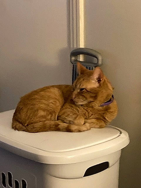 Little Stinky Daniel Tiger King joined the competition — help win amazing prizes! box, carnivore, cat, cat_supply, ceramic, crock, domestic_short_haired_cat, fawn, felidae, flooring, gas, pet_supply, plumbing_fixture, pottery, serveware, small_to_medium_sized_cats, tail, terrestrial_animal, whiskers, wood