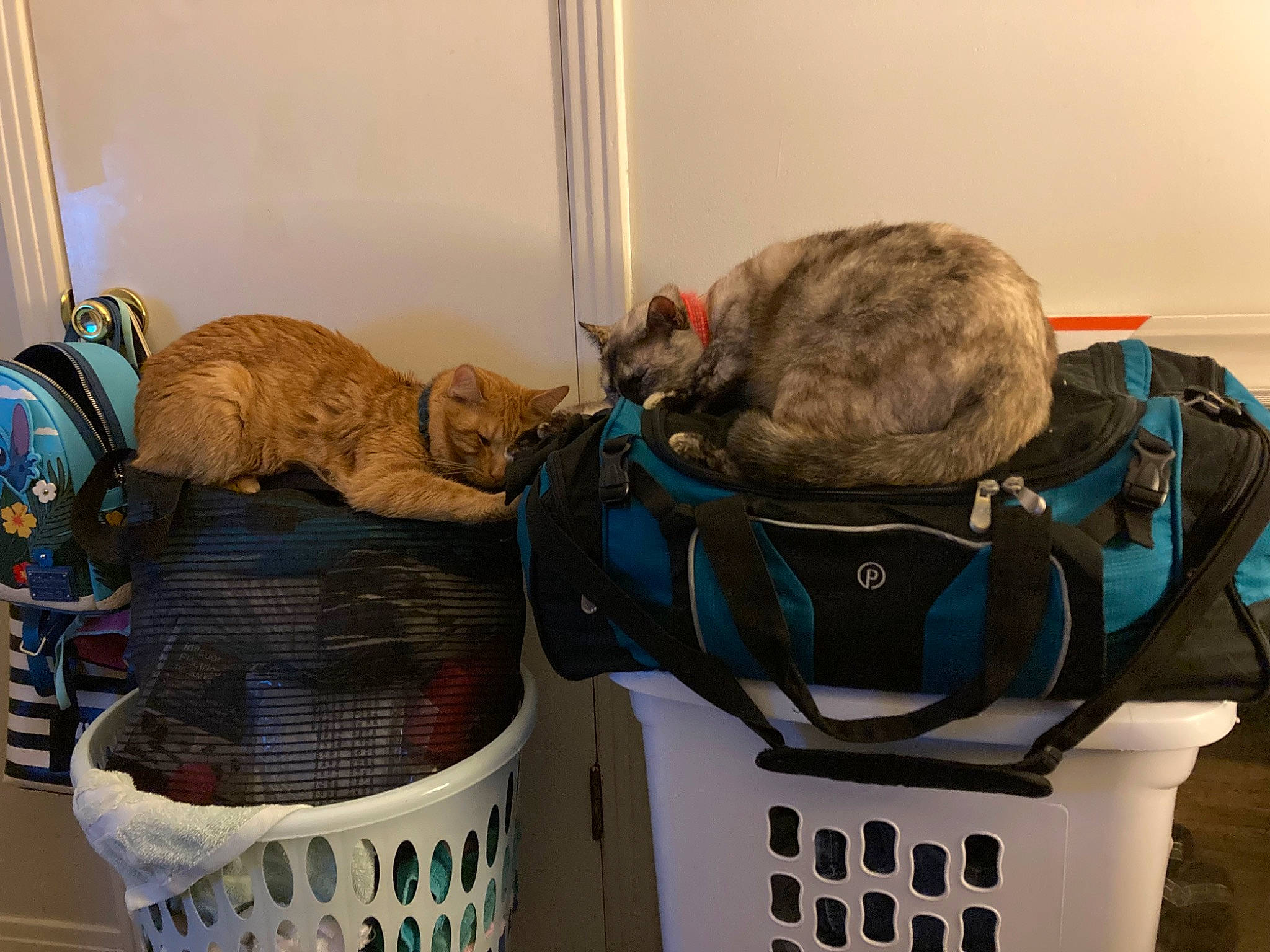 Little Stinky Daniel Tiger King joined the competition — help win amazing prizes! bag, baggage, comfort, felidae, fur, hat, linens, luggage_and_bags, personal_protective_equipment, room, small_to_medium_sized_cats, storage_basket, telephone, thread, vertebrate