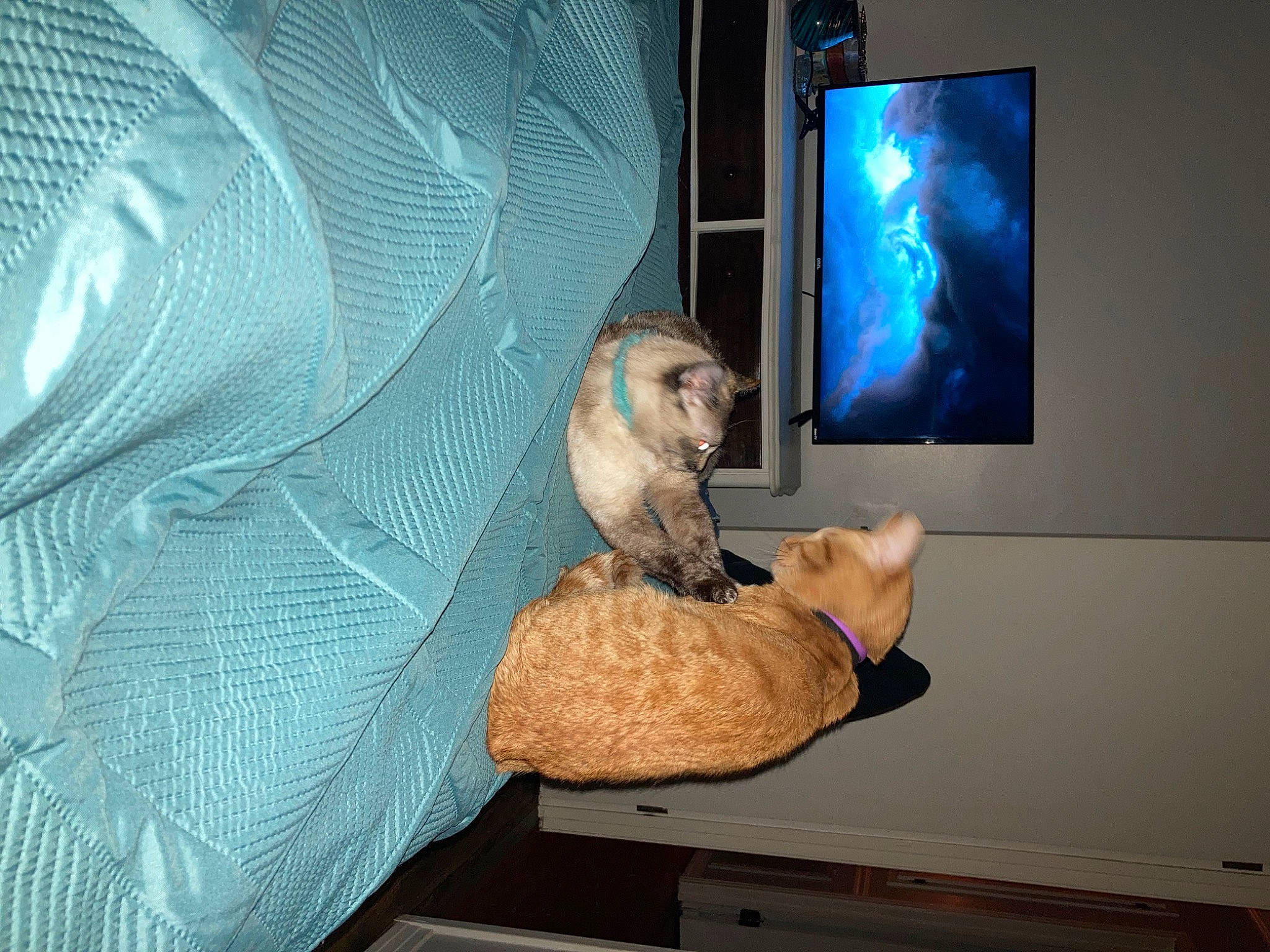 Little Stinky Daniel Tiger King is registered to the contest to win money with this photo: azure, carnivore, comfort, computer_monitor_accessory, display_device, electric_blue, fawn, felidae, flat_panel_display, fur, led_backlit_lcd_display, multimedia, output_device, room, small_to_medium_sized_cats, stuffed_toy, tail, television_set, toy, wood