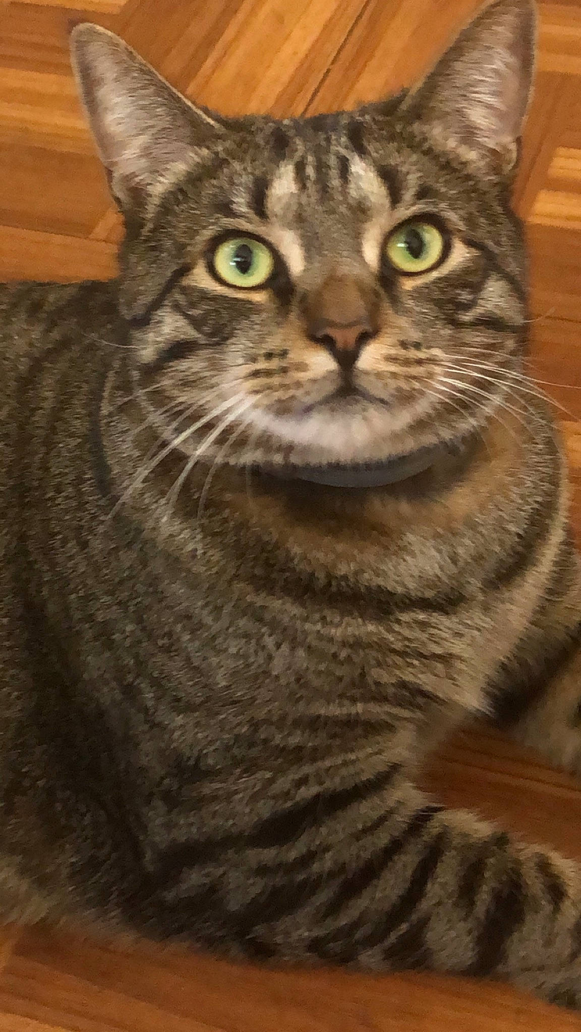 Howie is registered to the contest to win money with this photo: building, carnivore, cat, close_up, domestic_short_haired_cat, felidae, fur, iris, small_to_medium_sized_cats, snout, terrestrial_animal, tree, whiskers, wildlife, window