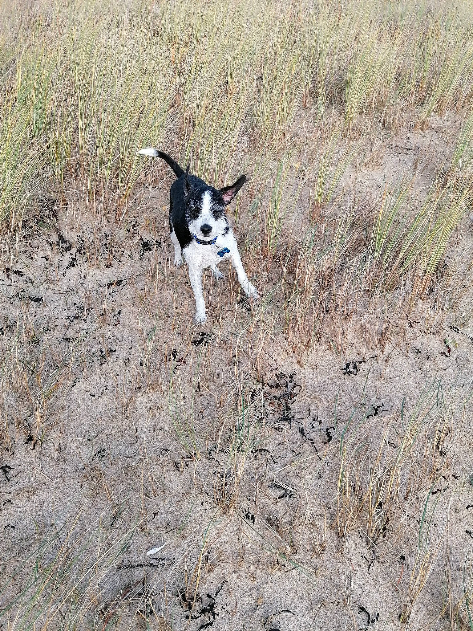 Mèlina participe au concours pour gagner de l'argent avec cette photo : canidae, carnivore, dog, dog_breed, grass, grassland, hunting_dog, plant, soil, sporting_group, tail