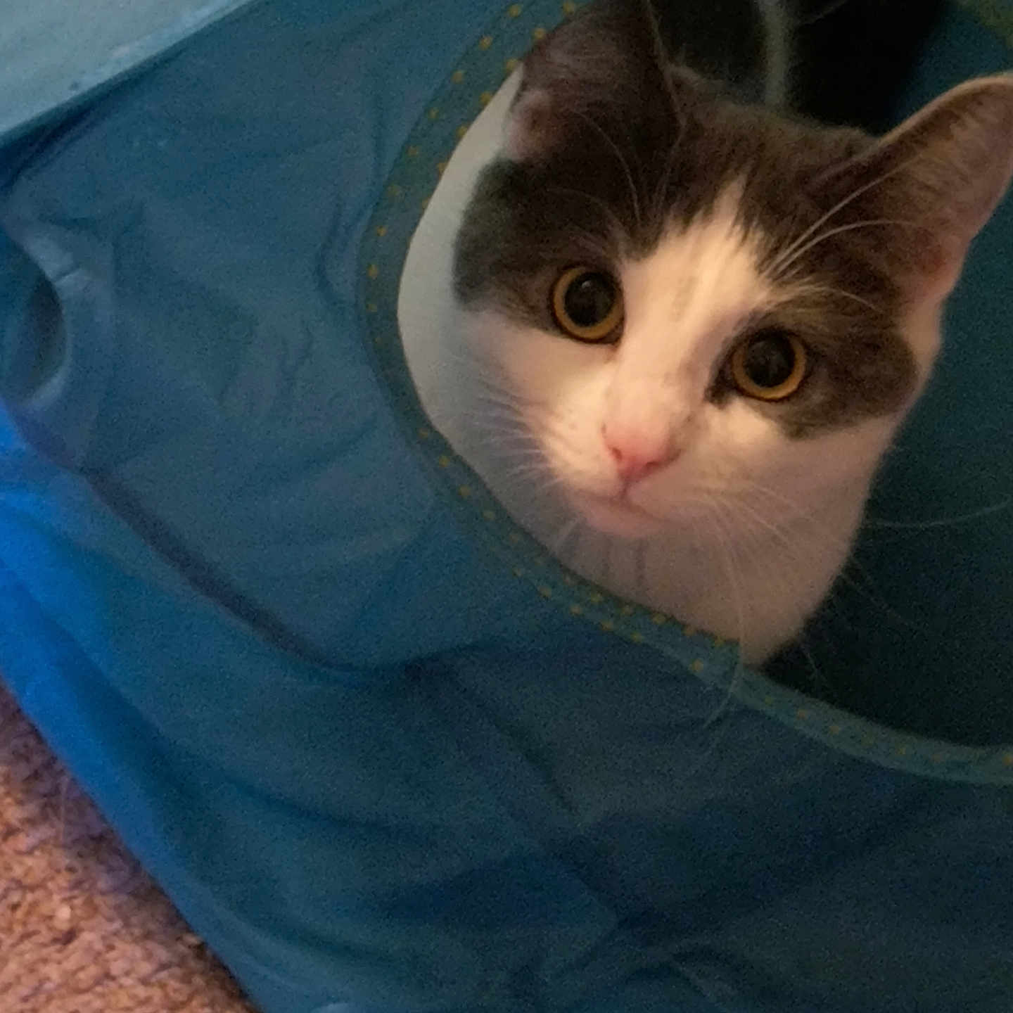 Buster is registered to the contest to win money with this photo: abyssinian, accessories, animal, bag, blackcat, blanket, cat, cushion, den, handbag, homedecor, indoors, kitten, manx, pet, plastic, plasticbag, purse, strap, tent