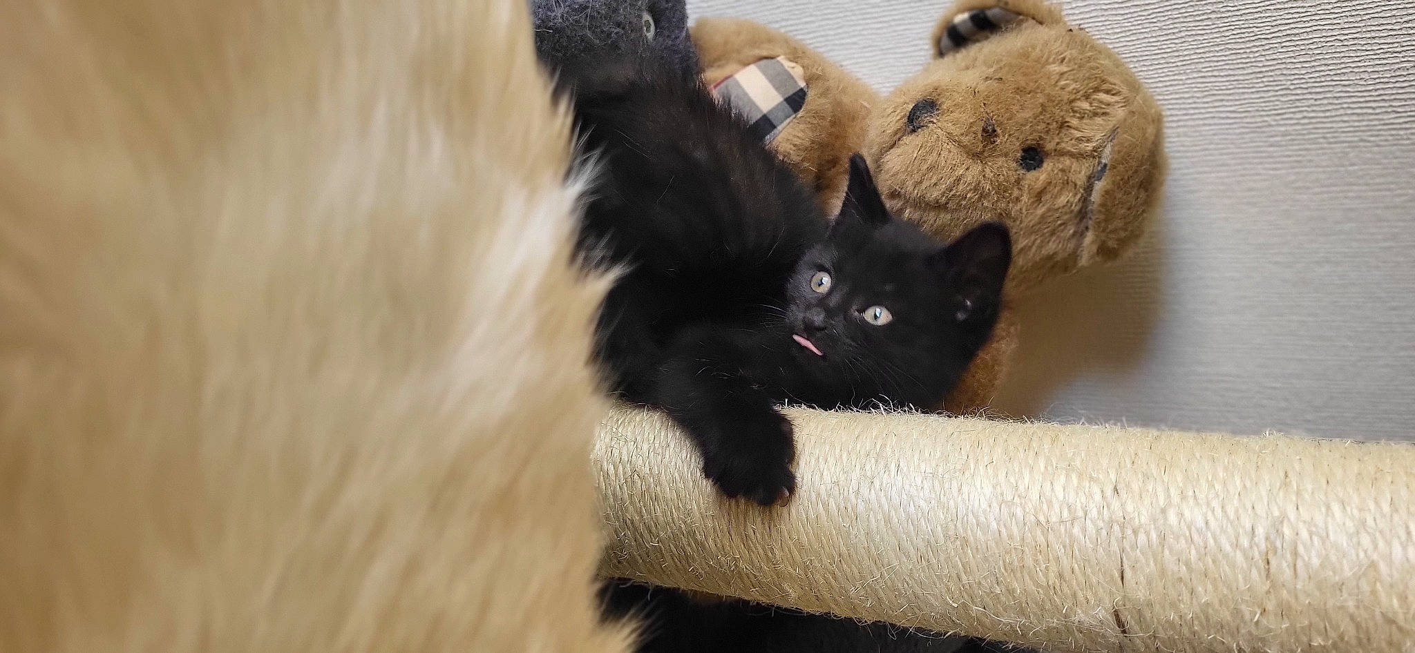 Lilith a rejoint le concours — aidez-le/la à gagner de superbes lots ! black_cat, bombay, carnivore, cat, cat_supply, claw, comfort, domestic_short_haired_cat, fawn, felidae, fur, hardwood, paw, small_to_medium_sized_cats, snout, tail, terrestrial_animal, tree, whiskers, wood