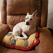 Zippy is registered to the contest to win money with this photo: animal, armchair, brown_leather_chair, comfort, cozy, cushion, dog, domestic, ears, floral_pattern, fur, home, indoor, pet, red_trim, relaxed, seated, tail, white_dog, yellow_cushion