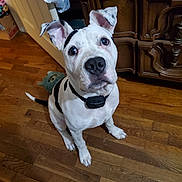 Taterbug is registered to the contest to win money with this photo: dog, white, black_spots, sitting, floor, wooden_floor, indoor, furniture, dresser, ears_up, collar, pet, looking_up, curious, animal, domestic, cute, canine, home, toy