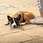 Baïko participe au concours pour gagner de l'argent avec cette photo : dog, puppy, canine, lying_down, outdoor, pavement, sidewalk, sunlight, portrait, animal, fluffy, brown_fur, black_and_white, white_paws, pointed_ears, relaxed, sleepy, sneaker, person, street