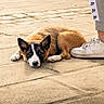 dog, puppy, canine, lying_down, outdoor, pavement, sidewalk, sunlight, portrait, animal, fluffy, brown_fur, black_and_white, white_paws, pointed_ears, relaxed, sleepy, sneaker, person, street
