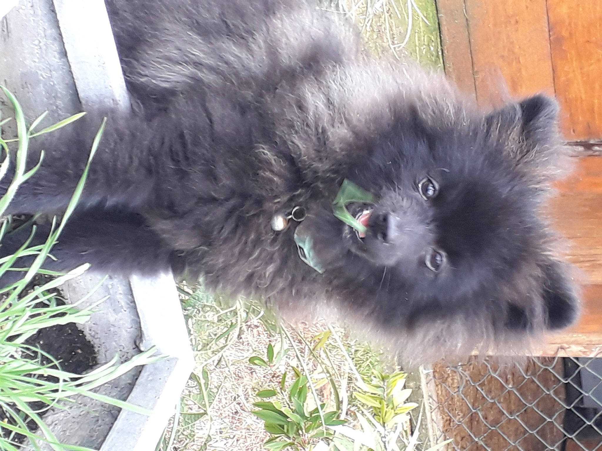 Lounas a rejoint le concours — aidez-le/la à gagner de superbes lots ! annual_plant, british_longhair, canidae, carnivore, cat, companion_dog, dog_breed, felidae, fur, grass, plant, small_to_medium_sized_cats, snout, sporting_group, tail, terrestrial_animal, whiskers, working_animal