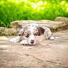 puppy, dog, lying_down, outdoor, grass, stone_path, cute, animal, pet, young, fur, ears, nose, paws, nature, sunlight, relaxing, calm, adorable, background_blur