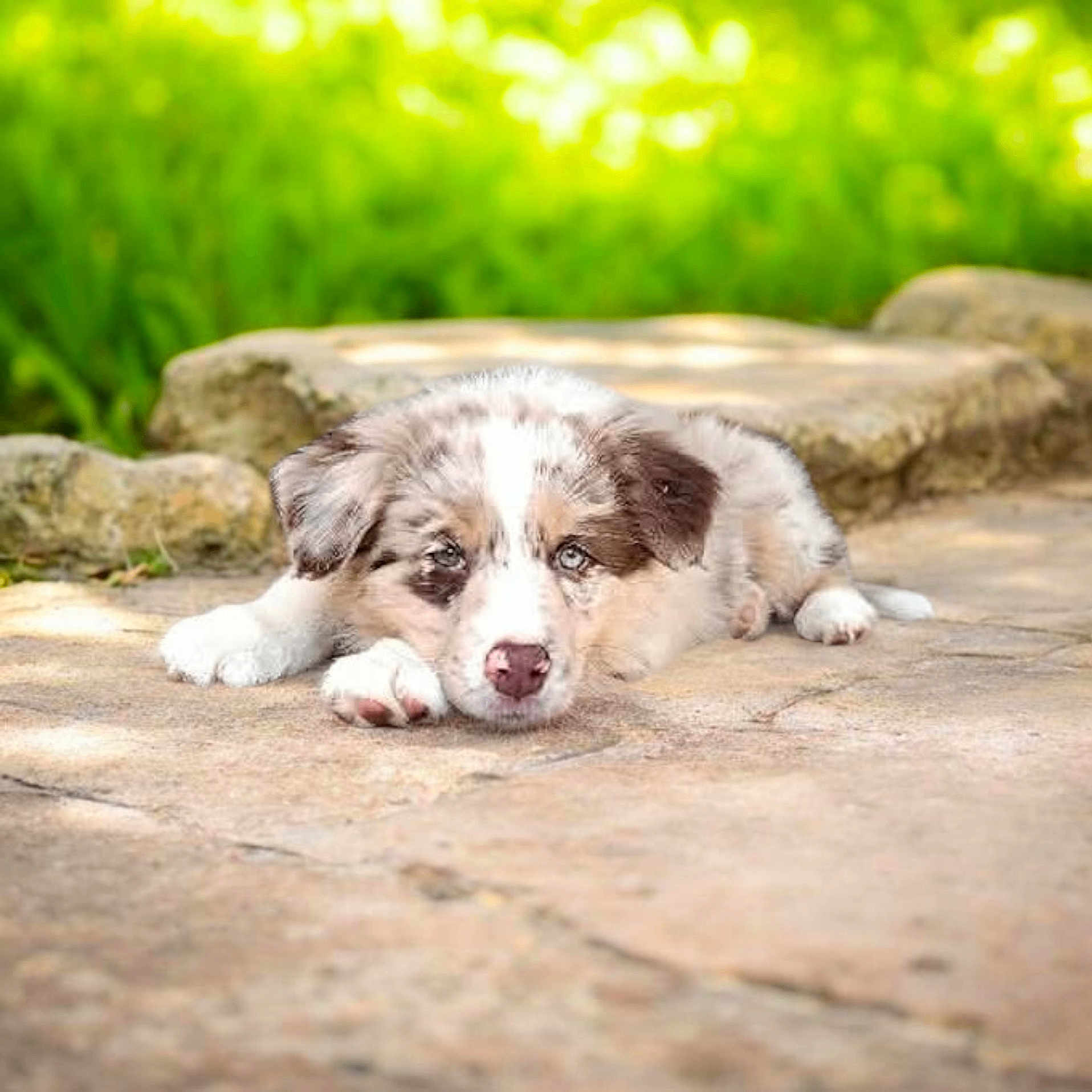 Shana a rejoint le concours — aidez-le/la à gagner de superbes lots ! puppy, dog, lying_down, outdoor, grass, stone_path, cute, animal, pet, young, fur, ears, nose, paws, nature, sunlight, relaxing, calm, adorable, background_blur