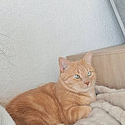 Lou participe au concours pour gagner de l'argent avec cette photo : cat, orange_tabby, feline, pet, indoor, bedroom, blanket, cozy, relaxed, fur, whiskers, headboard, mirror, wall, soft_texture, resting, animal, cute, comfort, domestic