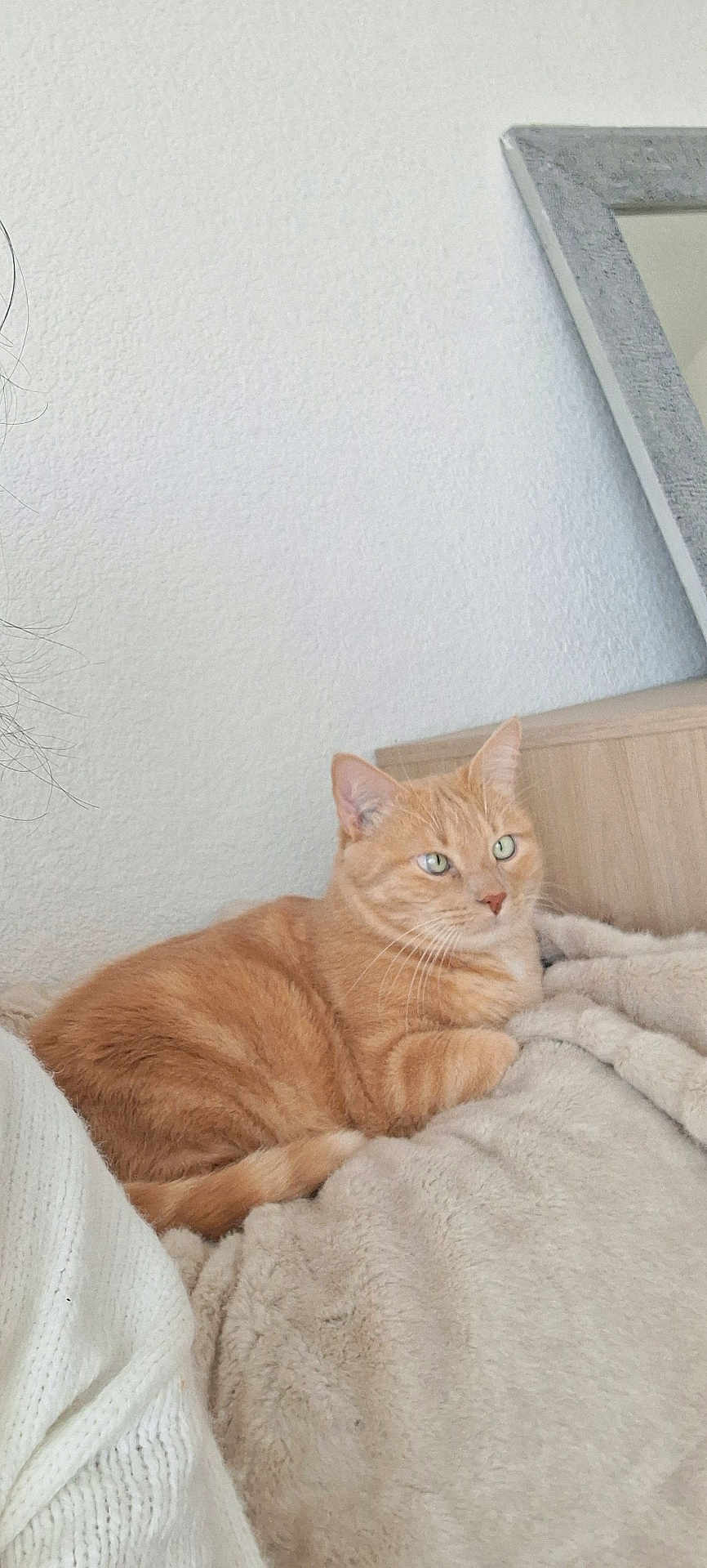 Lou participe au concours pour gagner de l'argent avec cette photo : cat, orange_tabby, feline, pet, indoor, bedroom, blanket, cozy, relaxed, fur, whiskers, headboard, mirror, wall, soft_texture, resting, animal, cute, comfort, domestic