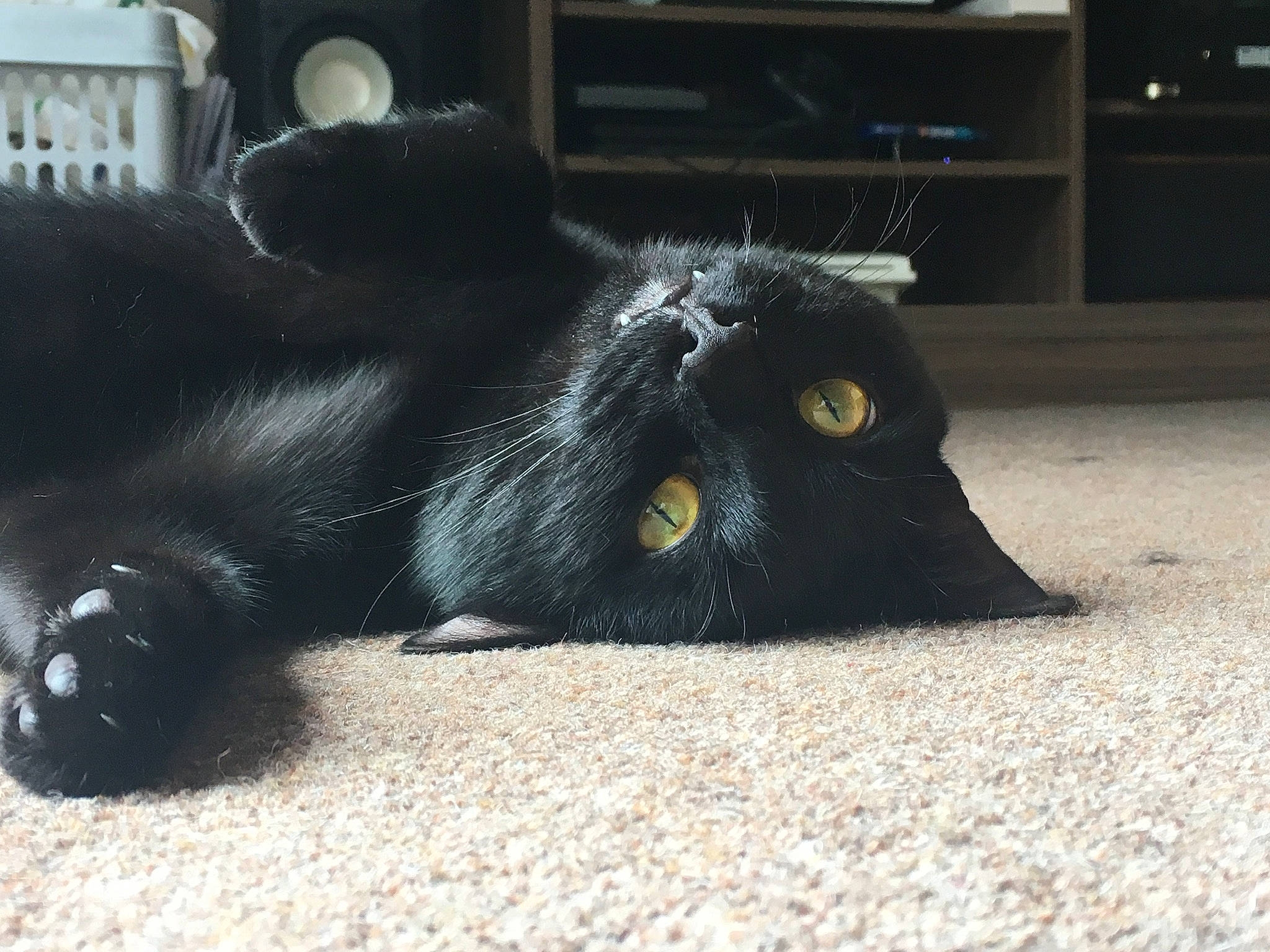 Anubis is registered to the contest to win money with this photo: black_cat, bombay, carnivore, cat, claw, domestic_short_haired_cat, felidae, foot, fur, paw, small_to_medium_sized_cats, snout, tail, terrestrial_animal, whiskers