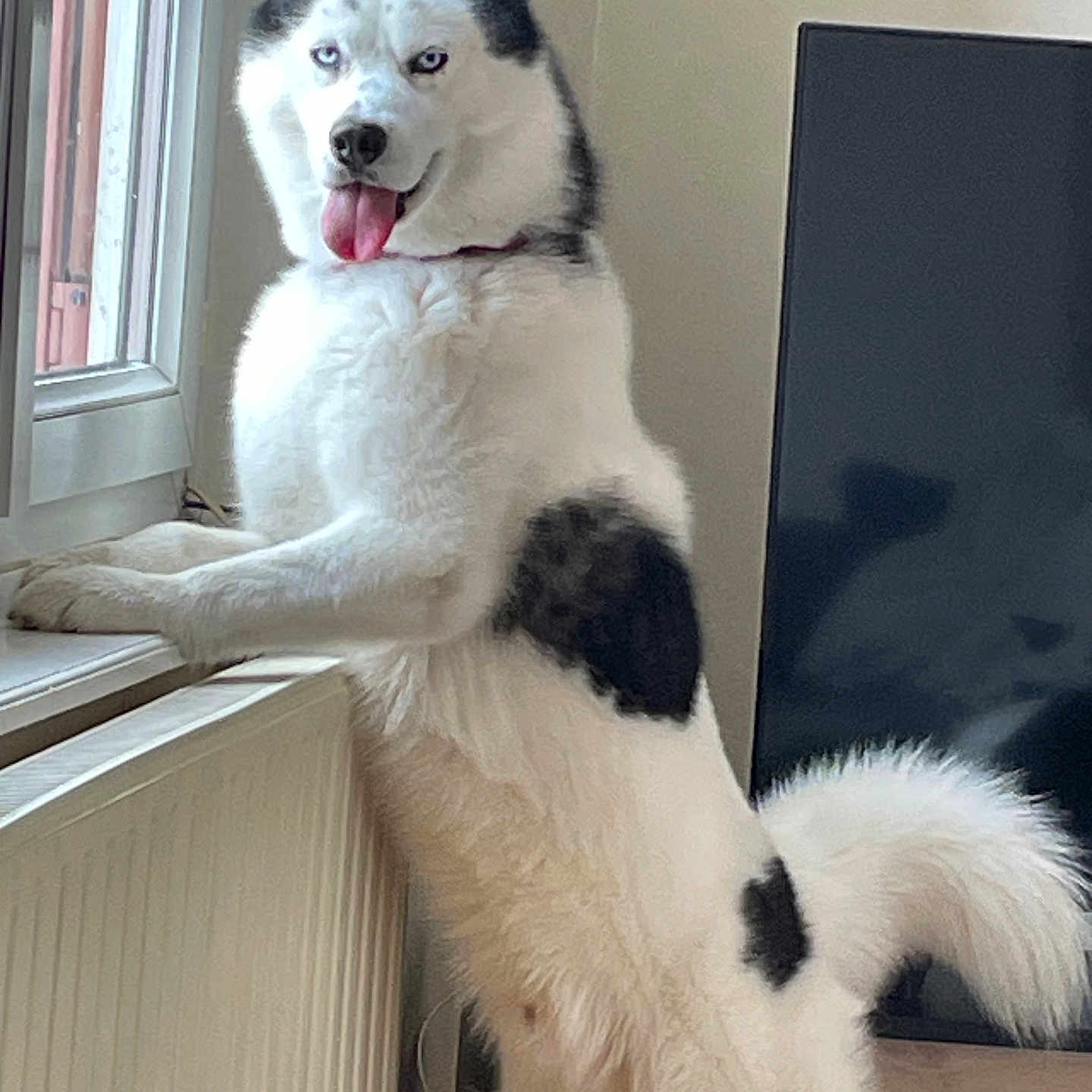 Snow a rejoint le concours — aidez-le/la à gagner de superbes lots ! animal, bodypart, canine, cat, computerhardware, dog, electronics, eskimodog, hardware, husky, mouth, nature, outdoors, person, pet, puppy, snow, whitedog, window, windowsill