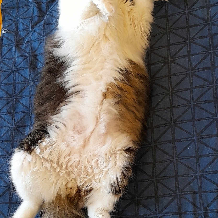 Simba