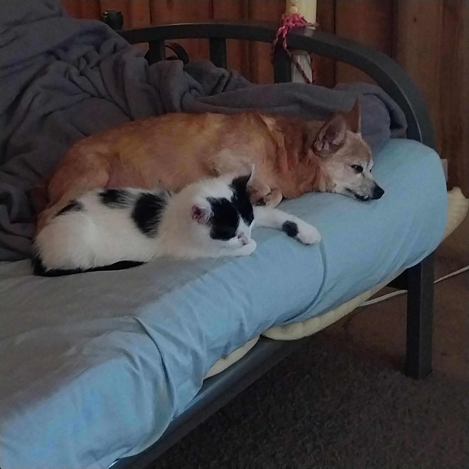 Uno is registered to the contest to win money with this photo: animal, bed, bench, blanket, canine, cat, chair, cockerspaniel, couch, cushion, dog, furniture, homedecor, kitten, manx, person, pet, pillow, puppy, sleeping
