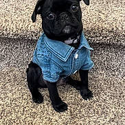 Mikaya joined the competition — help win amazing prizes! big_eyes, black_coat, carpet, clothing, collar, cute, denim_jacket, dog, fashionable, fur, indoor, looking_up, paws, pet, portrait, puppy, sitting, small_dog, stairs, studio_style