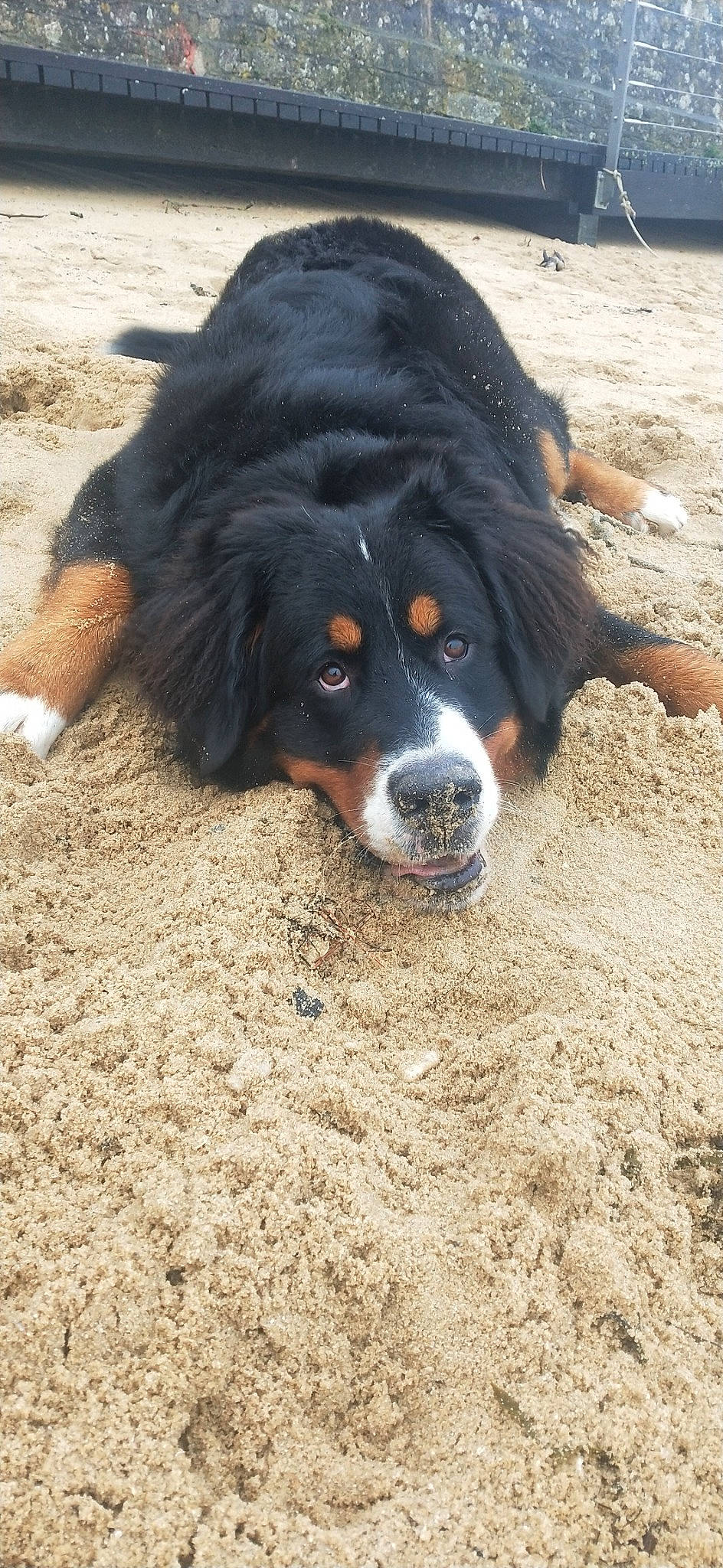 Roger a rejoint le concours — aidez-le/la à gagner de superbes lots ! bernese_mountain_dog, canidae, carnivore, companion_dog, dog, dog_breed, fur, herding_dog, hunting_dog, king_charles_spaniel, snout, soil, terrestrial_animal, whiskers, working_dog