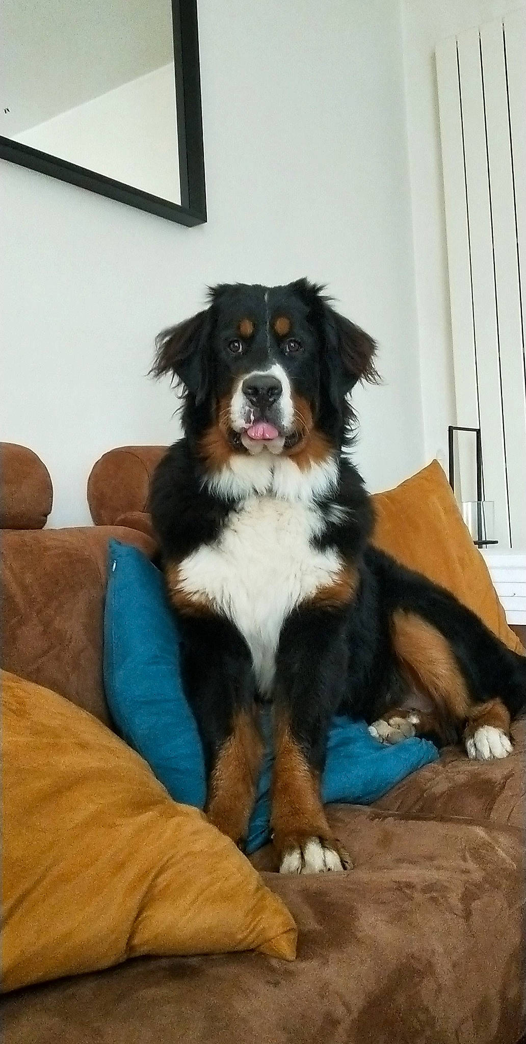Roger a rejoint le concours — aidez-le/la à gagner de superbes lots ! bernese_mountain_dog, canidae, carnivore, comfort, companion_dog, dog, dog_breed, door, fur, herding_dog, room, snout, sporting_group, working_animal, working_dog