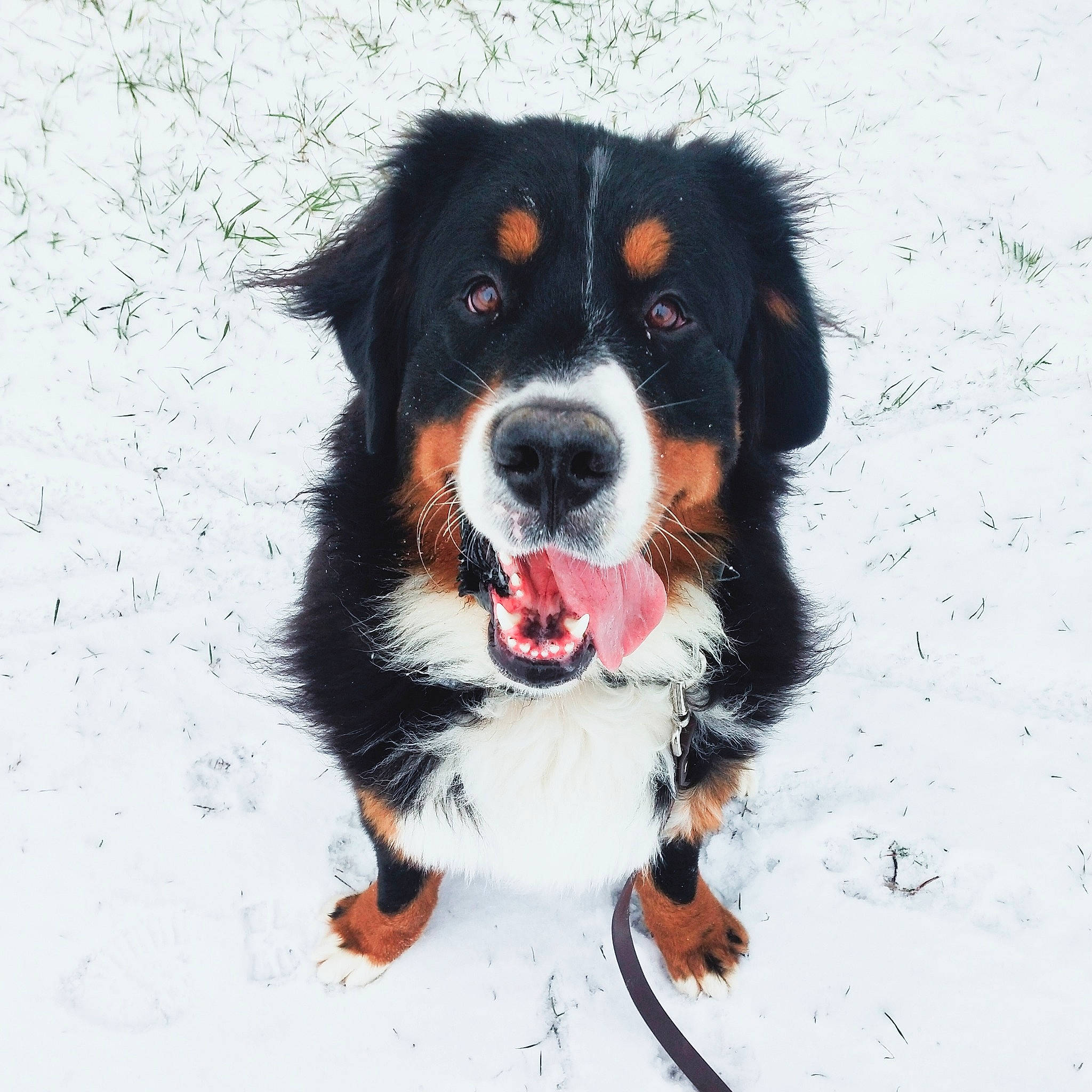 Roger participe au concours pour gagner de l'argent avec cette photo : art, ball, bernese_mountain_dog, canidae, carnivore, companion_dog, dog, dog_breed, fur, giant_dog_breed, herding_dog, hunting_dog, smile, snout, snow, sporting_group, whiskers, working_dog