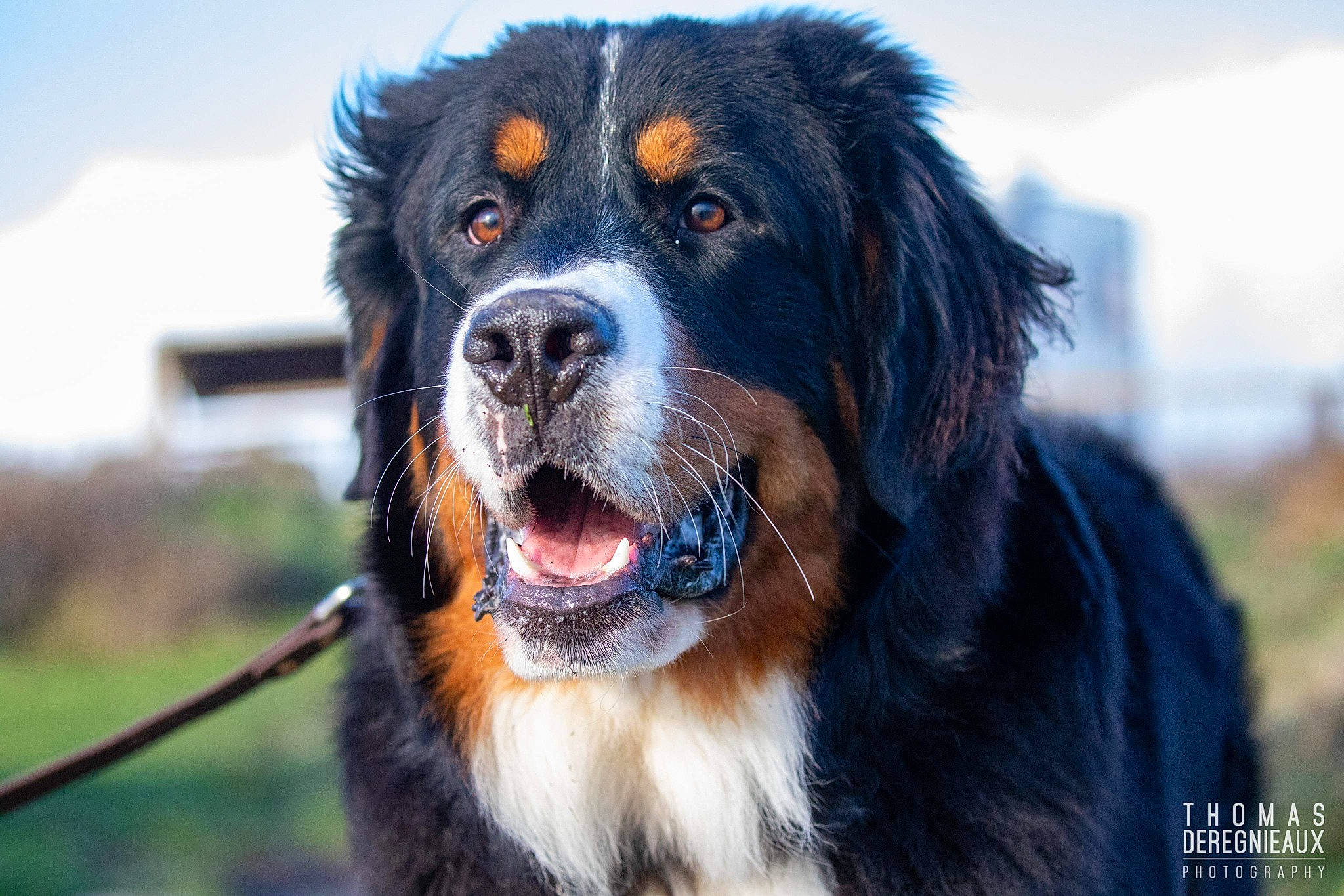 Roger participe au concours pour gagner de l'argent avec cette photo : bernese_mountain_dog, canidae, carnivore, cloud, collar, companion_dog, dog, dog_breed, fur, grass, gun_dog, hunting_dog, plant, sky, snout, sporting_group, whiskers, working_dog