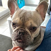 Ari a rejoint le concours — aidez-le/la à gagner de superbes lots ! french_bulldog, dog, pet, indoor, hand, human, table, window, light, floor, sofa, closeup, face, ears, eyes, nosedog, expression, fur, animal, companion