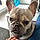 Ari