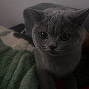 Tika participe au concours pour gagner de l'argent avec cette photo : animal, blanket, calm, cat, close_up, cozy, curious, cute, domestic, ears, eyes, feline, fur, gray_cat, indoor, mammal, pet, resting, soft_texture, whiskers