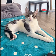 Tigrou a rejoint le concours — aidez-le/la à gagner de superbes lots ! cat, pet, indoor, living_room, blanket, polka_dots, remote_control, table, floor, couch, pillow, curious, gray_and_white, feline, relaxed, looking, domestic_animal, home, cozy, fur
