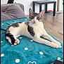 cat, pet, indoor, living_room, blanket, polka_dots, remote_control, table, floor, couch, pillow, curious, gray_and_white, feline, relaxed, looking, domestic_animal, home, cozy, fur