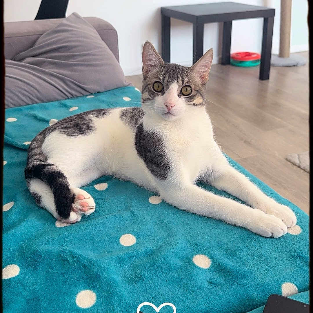 Tigrou a rejoint le concours — aidez-le/la à gagner de superbes lots ! blanket, cat, couch, cozy, curious, domestic_animal, feline, floor, fur, gray_and_white, home, indoor, living_room, looking, pet, pillow, polka_dots, relaxed, remote_control, table