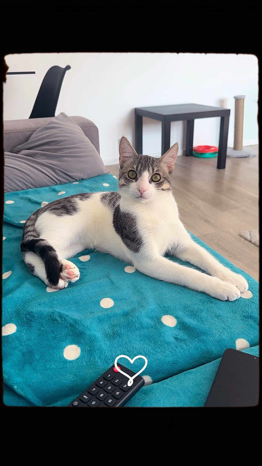 Tigrou a rejoint le concours — aidez-le/la à gagner de superbes lots ! cat, pet, indoor, living_room, blanket, polka_dots, remote_control, table, floor, couch, pillow, curious, gray_and_white, feline, relaxed, looking, domestic_animal, home, cozy, fur