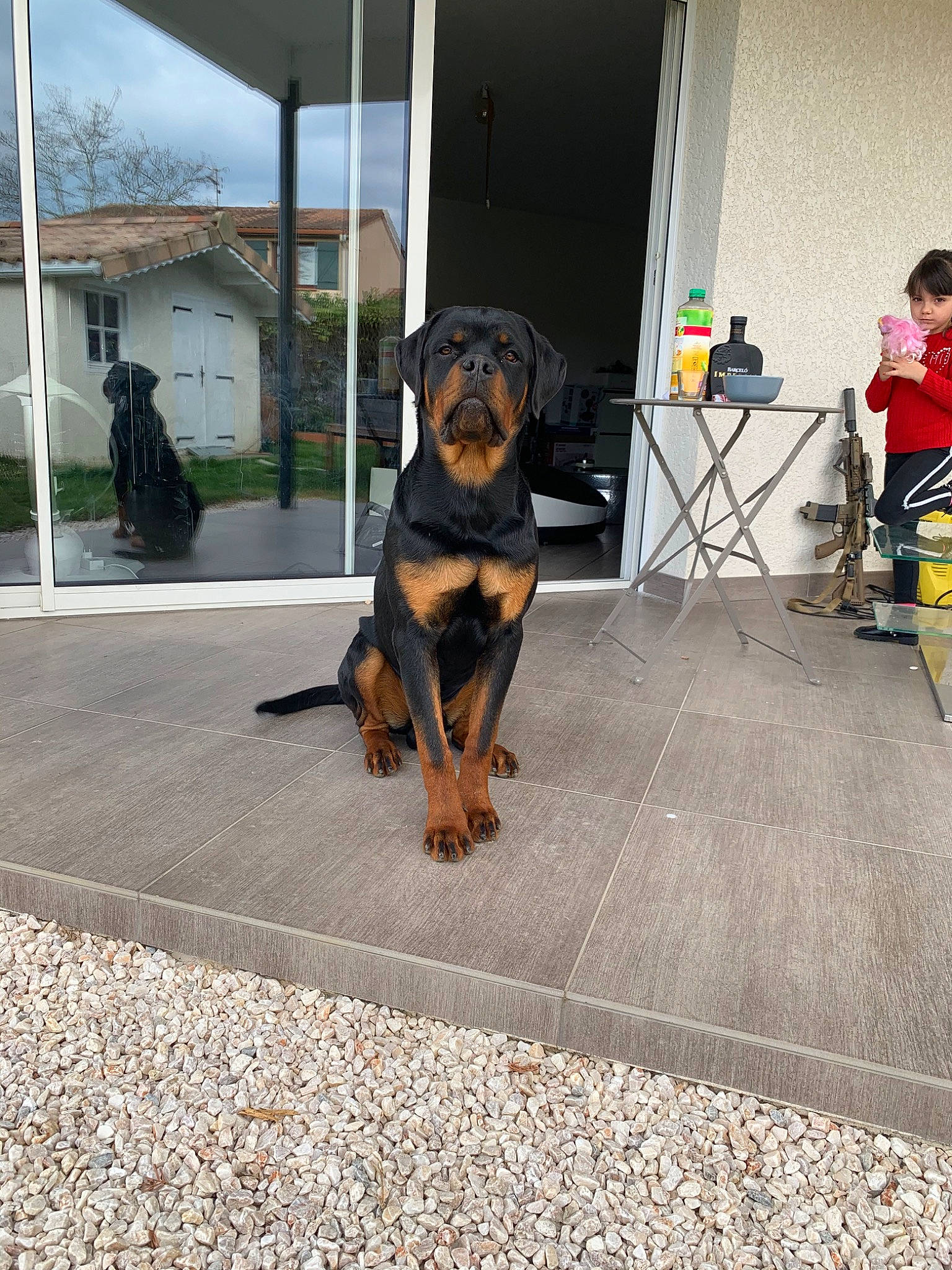 Panzer participe au concours pour gagner de l'argent avec cette photo : austrian_black_and_tan_hound, canidae, carnivore, companion_dog, dog, dog_breed, fawn, guard_dog, hellenikos_ichnilatis, hound, hunting_dog, mammal, polish_hunting_dog, rottweiler, snout, sporting_group, transylvanian_hound, tyrolean_hound, vertebrate, working_dog
