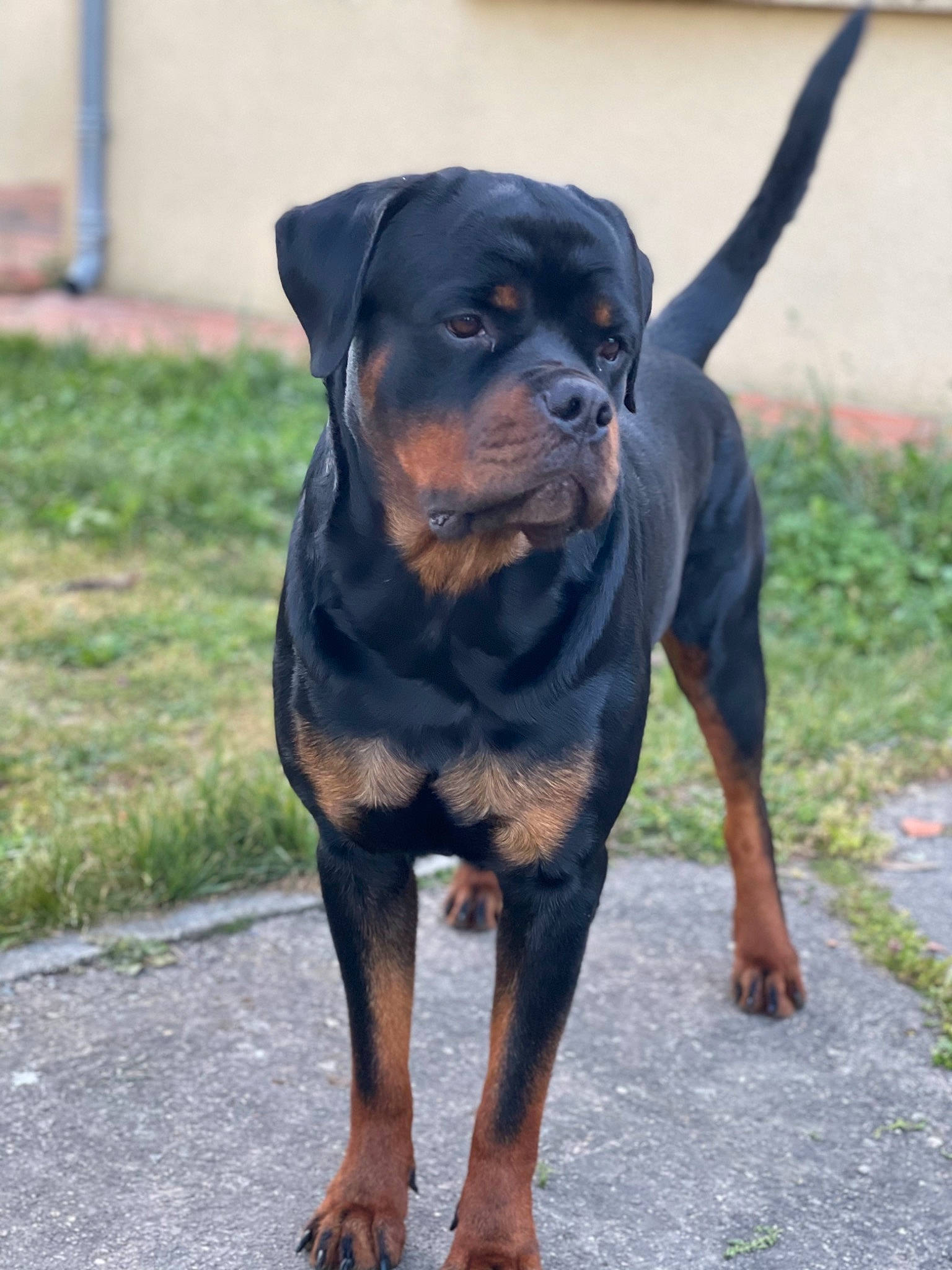 Panzer participe au concours pour gagner de l'argent avec cette photo : canidae, carnivore, collar, companion_dog, dog, dog_breed, dog_collar, fawn, guard_dog, hound, hunting_dog, liver, molosser, plant, rottweiler, snout, sporting_group, terrestrial_animal, working_animal, working_dog