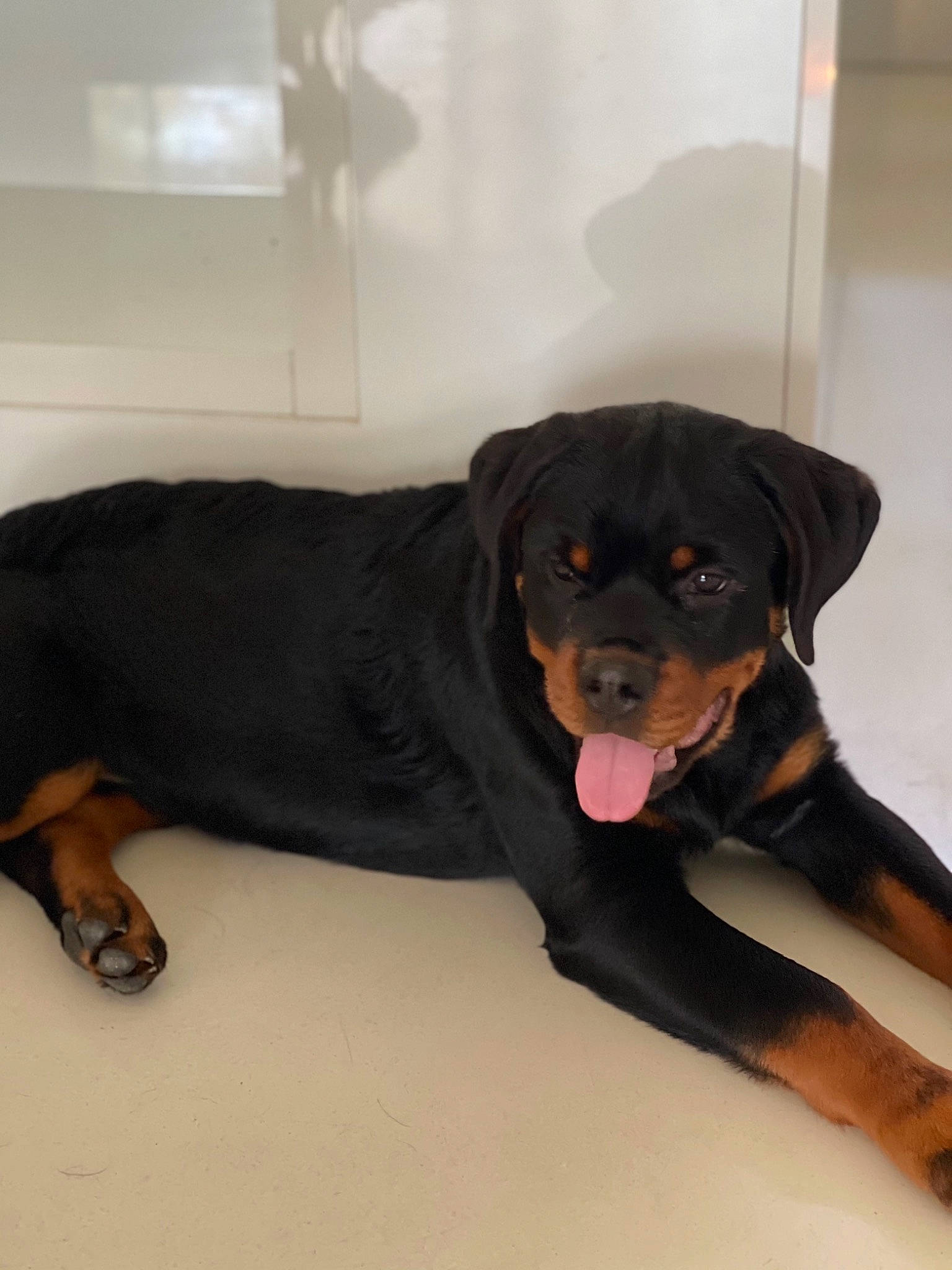 Reiko participe au concours pour gagner de l'argent avec cette photo : carnivore, comfort, companion_dog, dog, dog_breed, flooring, foot, fur, guard_dog, liver, paw, rottweiler, sandal, sitting, snout, sporting_group, tail, terrestrial_animal, working_animal, working_dog