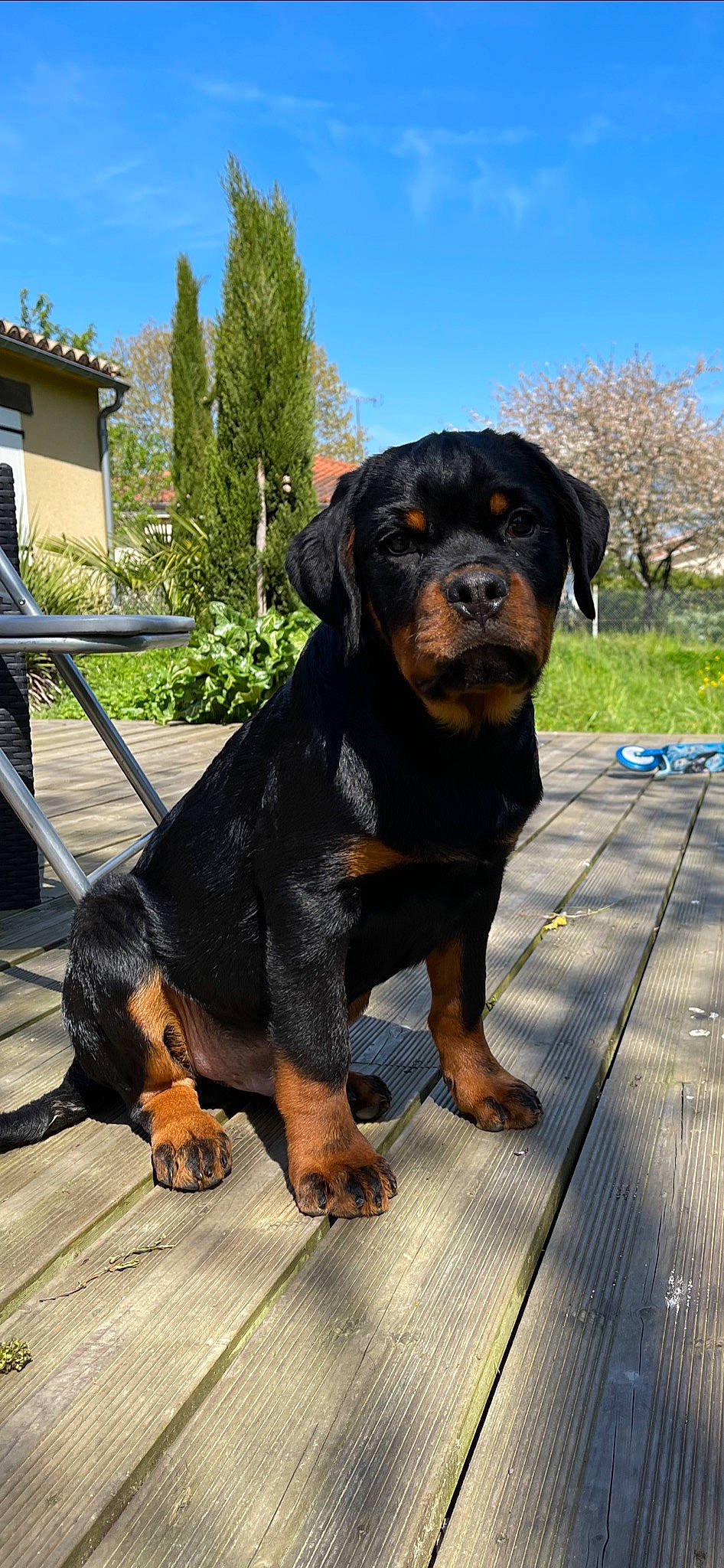 Reiko participe au concours pour gagner de l'argent avec cette photo : canidae, carnivore, companion_dog, dog, dog_breed, hound, hunting_dog, plant, rottweiler, sky, snout, sporting_group, terrestrial_animal, tree, window, working_animal, working_dog