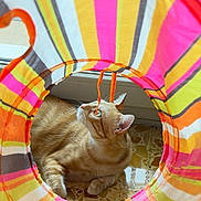 Tigrou participe au concours pour gagner de l'argent avec cette photo : animal, cat, colorful, curious, domestic_cat, floor, ginger_cat, indoor, orange, pet, pink, play_toy, relaxed, resting, striped_tunnel, sunlight, tile_floor, white, window, yellow