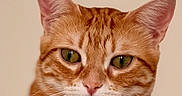 Tigrou a rejoint le concours — aidez-le/la à gagner de superbes lots ! animal, cat, close_up, curious, cute, domestic_cat, feline, fur, ginger_cat, green_eyes, indoor, looking, orange_fur, paws, pet, portrait, resting, soft_light, tabby, whiskers