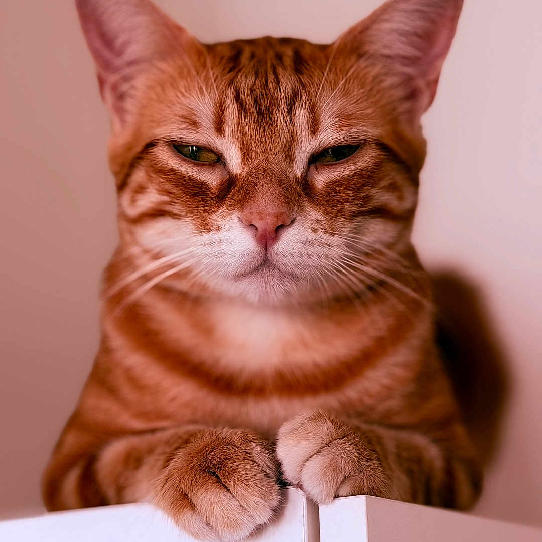 Tigrou