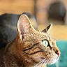 animal, blurred_background, cat, close_up, cozy, cute, domestic_cat, ears, feline, fur, green_eyes, indoor, looking_right, mammal, pet, portrait, relaxed, soft_light, tabby_cat, whiskers