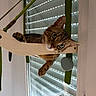 animal, blinds, cat, curious, ears, face, furniture, green_eyes, hammock, home, indoor, light, paw, perch, pet, relaxing, tabby, whiskers, window, wood