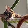 Moka participe au concours pour gagner de l'argent avec cette photo : animal, cat, closeup, curious, cute, domestic_cat, ears, feline, fur, green_eyes, hammock, indoor, pet, playful, relaxed, resting, striped, tabby_cat, tail, whiskers