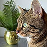 Moka participe au concours pour gagner de l'argent avec cette photo : animal, cat, close_up, curious, decor, domestic_animal, feline, focus, fur, golden_pot, green_eyes, houseplant, indoor, pet, plant, portrait, side_profile, tabby, table, whiskers