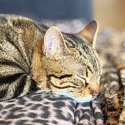 Moka a rejoint le concours — aidez-le/la à gagner de superbes lots ! animal, blanket, cat, close_up, cozy, cute, domestic_cat, ears, feline, fur, indoor, leopard_print, nap, patterned, pet, relaxation, resting, sleeping, tabby, whiskers