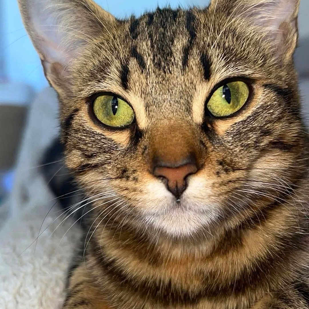 Moka a rejoint le concours — aidez-le/la à gagner de superbes lots ! cat, tabby, green_eyes, close_up, pet, animal, feline, whiskers, fur, ears, paws, resting, blanket, indoor, portrait, cute, domestic_cat, striped, soft_texture, relaxed