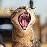 Moka participe au concours pour gagner de l'argent avec cette photo : animal, animal_portrait, blurred_background, cat, close_up, cute, domestic_cat, feline, fur, indoor, mouth_open, pet, sitting, soft_light, striped, tabby, teeth, tongue, whiskers, yawning