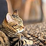 Moka a rejoint le concours — aidez-le/la à gagner de superbes lots ! animal, blanket, cat, closeup, comfort, cozy, feline, fur, indoor, patterned, peaceful, pet, relaxed, resting, sleeping, soft_light, striped, sunlight, tabby, whiskers