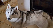 Raya participe au concours pour gagner de l'argent avec cette photo : animal, canine, companion, curious, dog, domestic, ears, fireplace, floor_tiles, fur, gray, home, indoor, looking_up, mammal, pet, siberian_husky, standing, tail, white