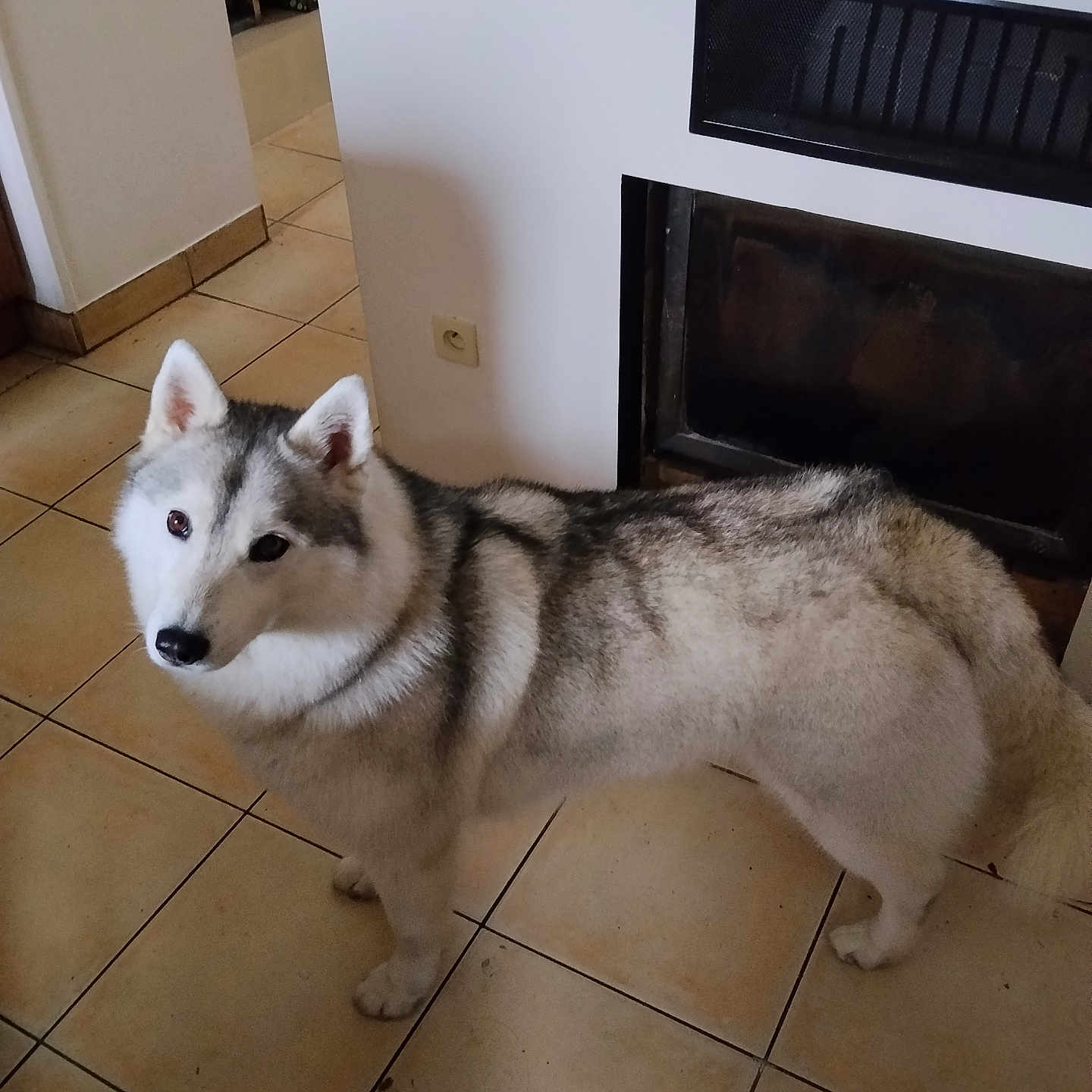 Raya participe au concours pour gagner de l'argent avec cette photo : dog, siberian_husky, pet, animal, indoor, floor, tile, fireplace, fur, canine, looking_up, ears, tail, white, gray, black, house, wall, curious, companion