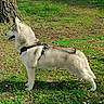 alert, animal, canine, daylight, dog, fur, grass, greenery, harness, husky, leash, muzzle, nature, outdoor, park, pet, profile, standing, summer, tree